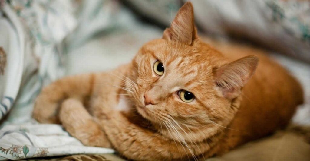 Що значить коли сняться коти