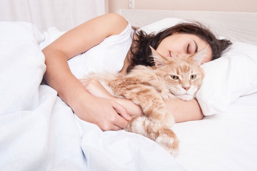Що значить коли сняться коти