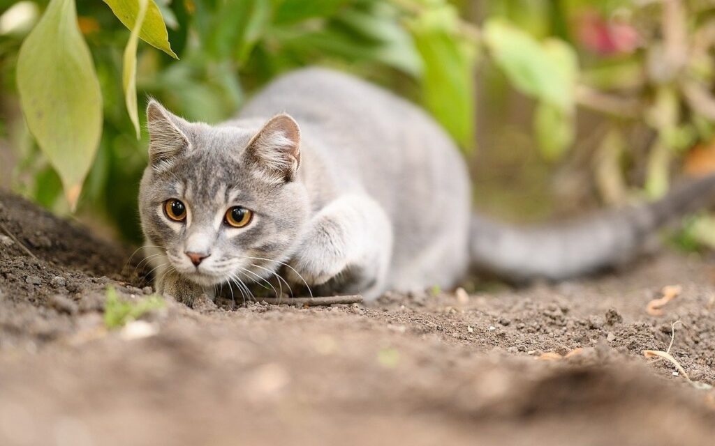 Що значить коли сняться коти